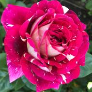 Роза чайно-гибридная Пестрая Фантазия в контейнере